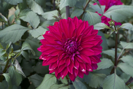 Beautiful red dahlia in gardenの写真素材