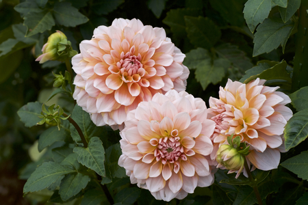 Beautiful orange dahlia in gardenの写真素材