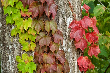 Beautiful autumn ivy leavesの写真素材