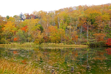 View of autumnal leaves of Shiga Kogenの写真素材