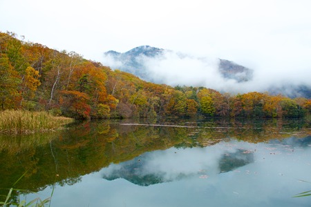 View of autumnal leaves of Shiga Kogenの写真素材