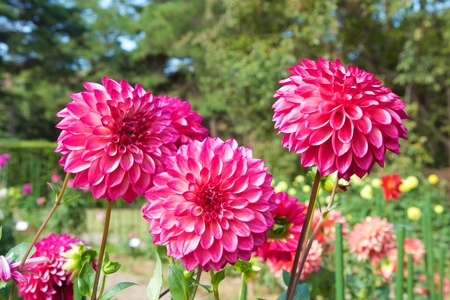 Beautiful red dahlia in garden.の写真素材