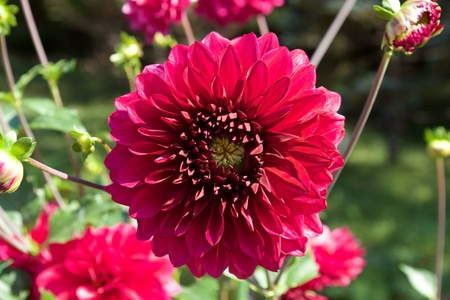 Beautiful red dahlia in garden.の写真素材