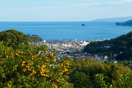 Mandarin orange orchard in Japan.の写真素材