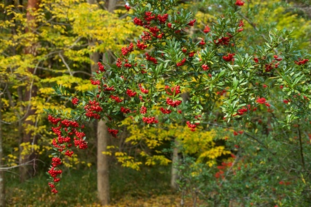 Red seeds of pyracantha coccinea...の写真素材