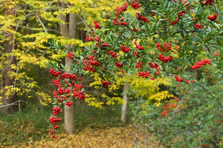 Red seeds of pyracantha coccinea...の写真素材