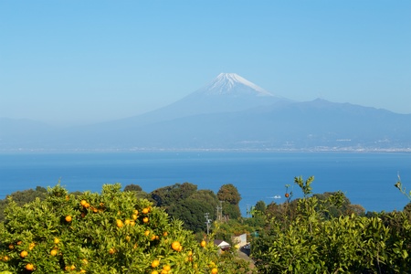 Mandarin orange orchard and Mt. Fuji over the sea.の写真素材