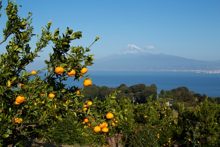 Mandarin orange orchard and Mt. Fuji over the sea.の写真素材