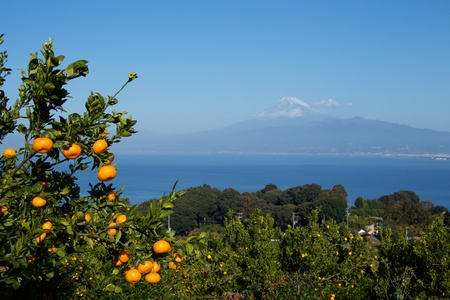 Mandarin orange orchard and Mt. Fuji over the sea.の写真素材