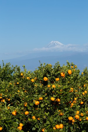 Mandarin orange orchard and Mt. Fuji over the sea.の写真素材