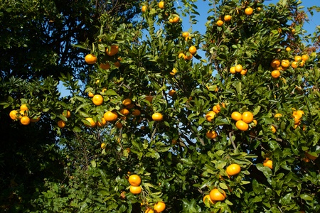 Mandarin orange orchard in Japan.の写真素材
