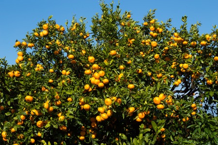 Mandarin orange orchard in Japan.の写真素材
