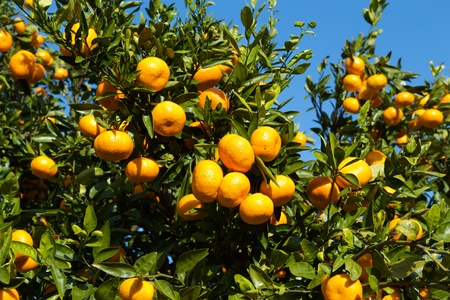 Mandarin orange orchard in Japan.の写真素材