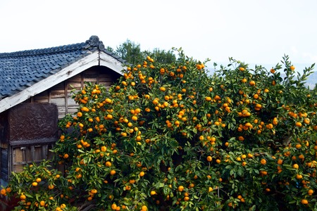 Mandarin orange orchard in Japan.の写真素材