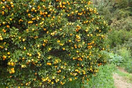 Many kumquats fruitsの写真素材