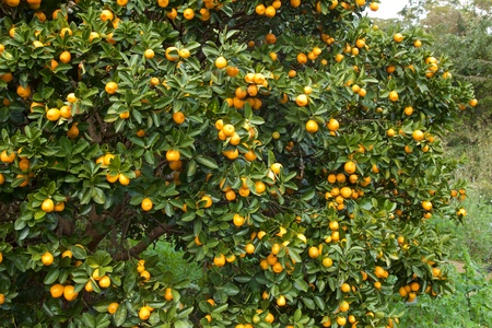 Many kumquats fruitsの写真素材