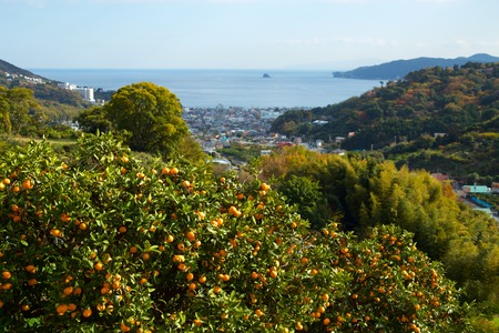 Mandarin orange orchard in Japanの写真素材