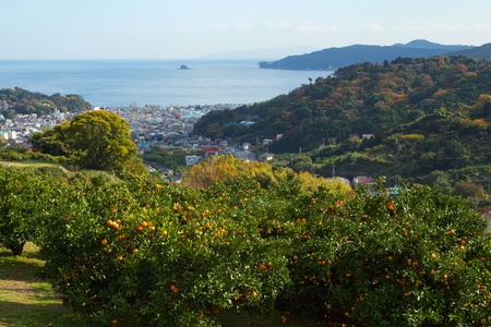 Mandarin orange orchard in Japanの写真素材