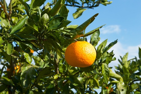 Mandarin orange orchard in Japanの写真素材