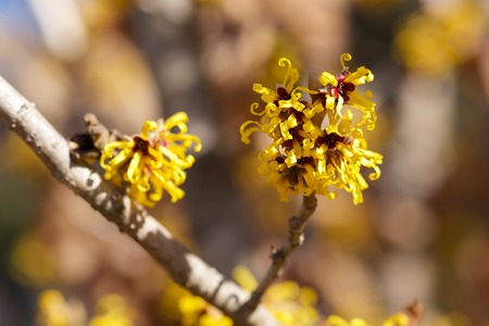 Yellow flower witch hazel blossoms in early springの写真素材