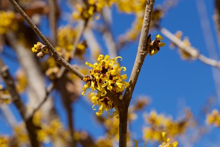 Yellow flower witch hazel blossoms in early springの写真素材
