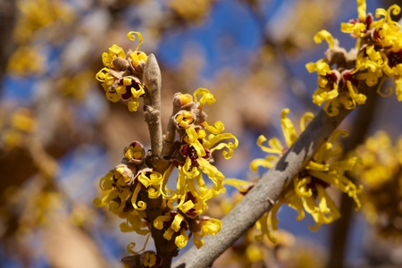 Yellow flower witch hazel blossoms in early springの写真素材
