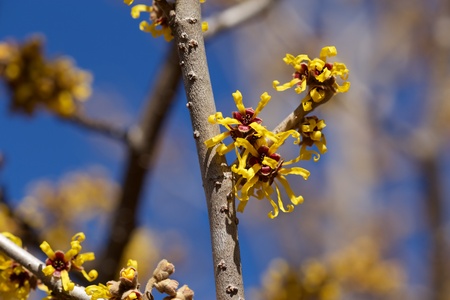 Yellow flower witch hazel blossoms in early springの写真素材