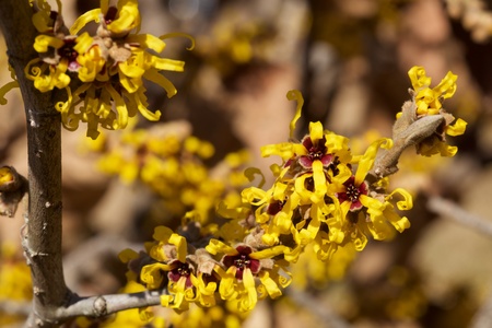 Yellow flower witch hazel blossoms in early springの写真素材