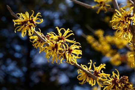 Yellow flowers of the witch hazel blossoms in early spring.の写真素材