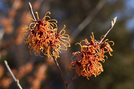 Red flowers of the witch hazel blossoms in early spring.の写真素材