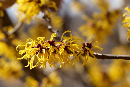 Yellow flowers of the witch hazel blossoms in early spring.の写真素材