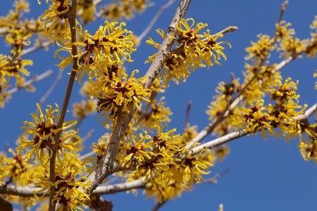 Witch hazel that yellow beautiful flowers bloom early spring.の写真素材