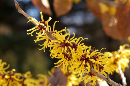 Witch hazel that yellow beautiful flowers bloom early spring.の写真素材