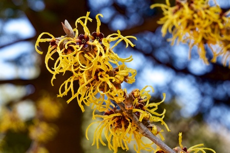 Witch hazel that yellow beautiful flowers bloom early spring.の写真素材