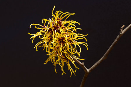 Black background and a yellow flowers of the witch hazel blooming in early spring.の写真素材