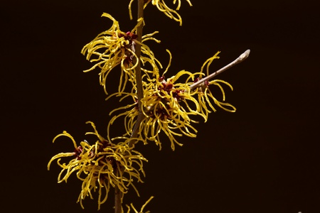 Black background and a yellow flowers of the witch hazel blooming in early spring.の写真素材