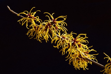 Black background and a yellow flowers of the witch hazel blooming in early spring.の写真素材