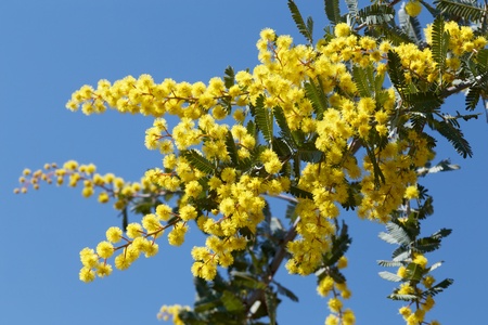 Very beautiful mimosa flower closeupの写真素材