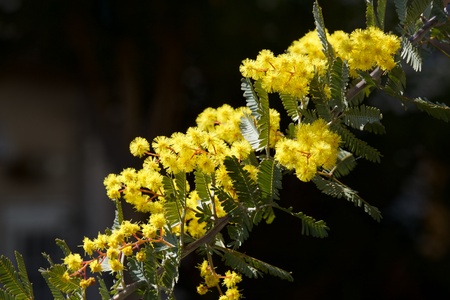 Very beautiful mimosa flower closeupの写真素材