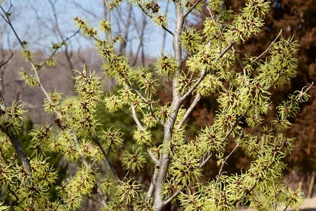 Lemon colored witch hazel flower in early spring.の写真素材