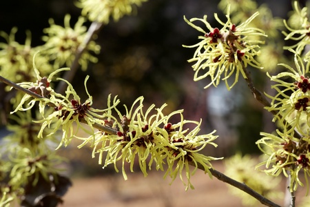 Lemon colored witch hazel flower in early spring.の写真素材