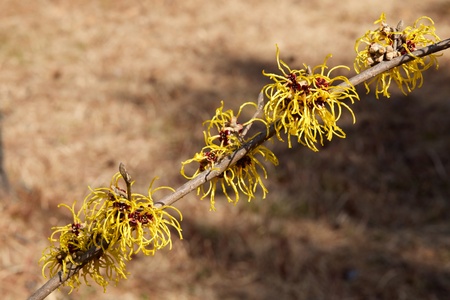Witch hazel that yellow beautiful flowers bloom early spring.の写真素材
