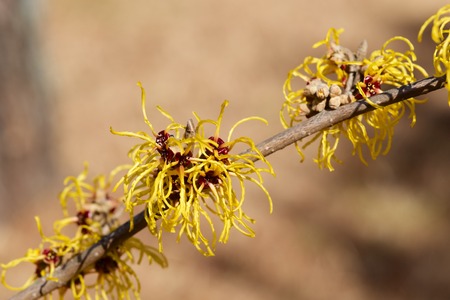 Witch hazel that yellow beautiful flowers bloom early spring.の写真素材