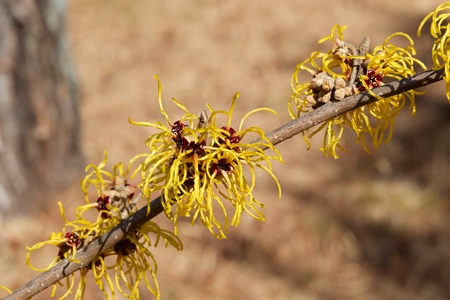 Witch hazel that yellow beautiful flowers bloom early spring.の写真素材