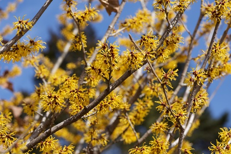 Witch hazel that yellow beautiful flowers bloom early spring.の写真素材