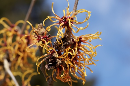 Witch hazel that yellow beautiful flowers bloom early spring.の写真素材