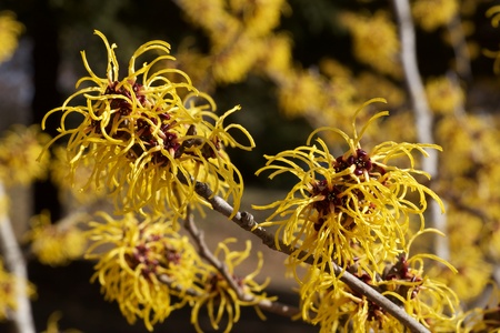 Witch hazel that yellow beautiful flowers bloom early spring.の写真素材