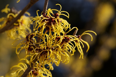Witch hazel that yellow beautiful flowers bloom early spring.の写真素材