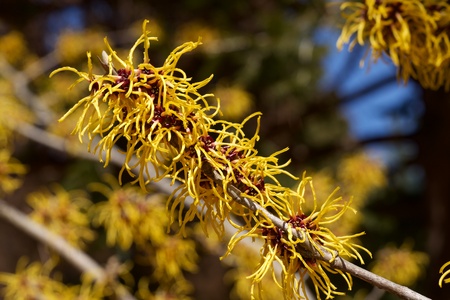 Witch hazel that yellow beautiful flowers bloom early spring.の写真素材