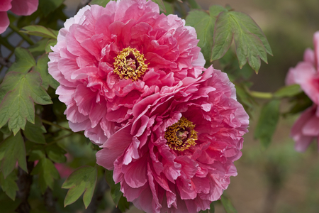 Beautiful peony in the garden.の写真素材